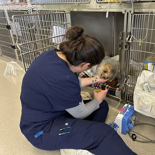 A veterinary professional gently hand-feeds a small dog with a cone around its neck in a clinical setting.