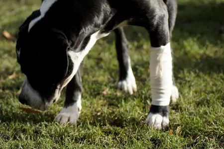 First Aid for Dog Paw Pad Burns and Lacerations