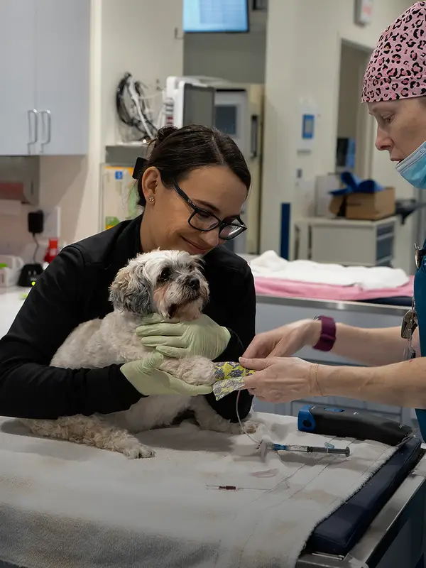 Two veterinary professionals caring for a small gray dog in a clinical setting with medical equipment around them.