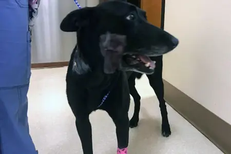 Utah police dog shot, rushed to Las Vegas for surgery