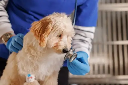 Severe Nosebleed in Dogs: Immediate Actions for Pet Owners