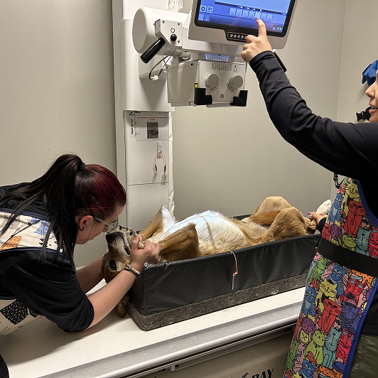 Veterinary staff preparing a dog for an X-ray.