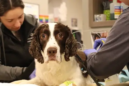 2026 breed risk report: Colorado's most emergency-prone pets and the hazards owners overlook