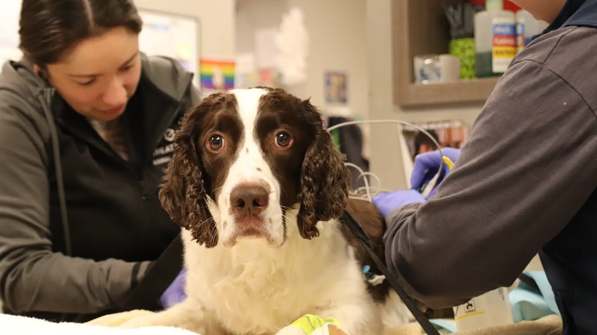 Header image of a dog receiving care at a hospital.