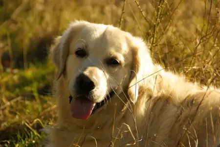 Hemangiosarcoma in Dogs – An Aggressive Blood Vessel Cancer