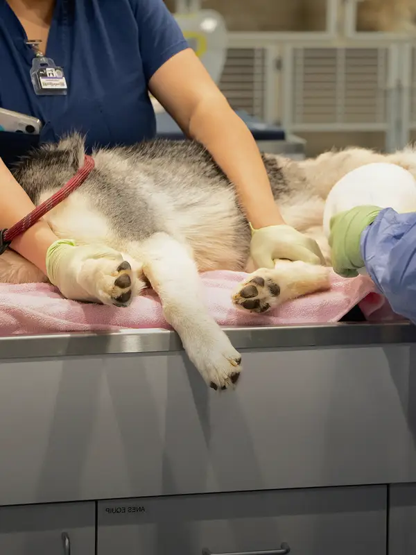 Two veterinary professionals caring for a Husky in a clinical setting with medical equipment around them.
