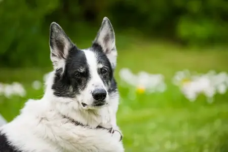 Heartworm 101 for Dogs and Cats