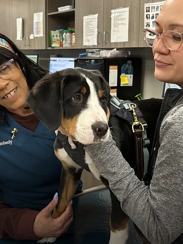 Two veterinary professionals caring for a brown puppy in a clinical setting.