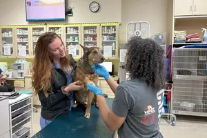 Dog Insurance Las Vegas: Protect Your Paws Today