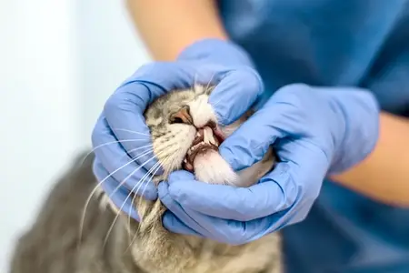 Sudden Pale Gums in Cats: Understanding the Emergency Signs