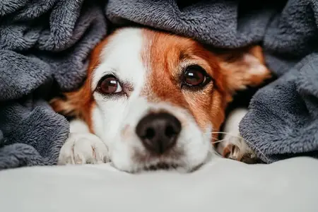 Tracheal Collapse in Dogs: Recognizing Urgent Signs