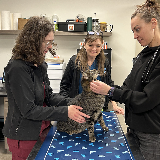 A veterinarian examines a tabby cat with two other vets nearby in a clinical setting.