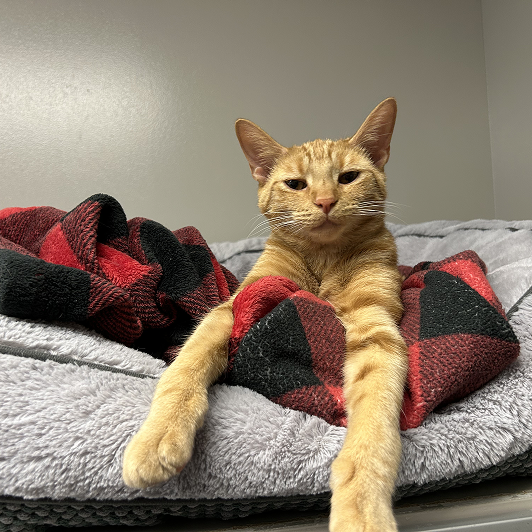 Orange tabby cat lying on a gray blanket with a red and black checkered blanket.