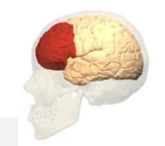 The Science of Emotional Intelligence