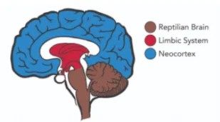 The Science of Emotional Intelligence