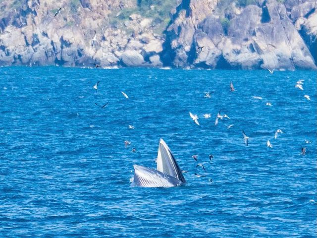 Lặn biển Nha Trang cho người mới - Anh Nha Trang Travel