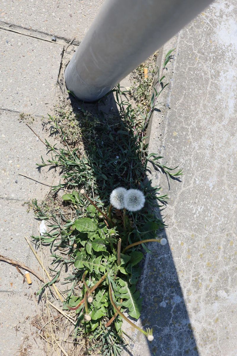 In a radical detail by Juliette Brederode