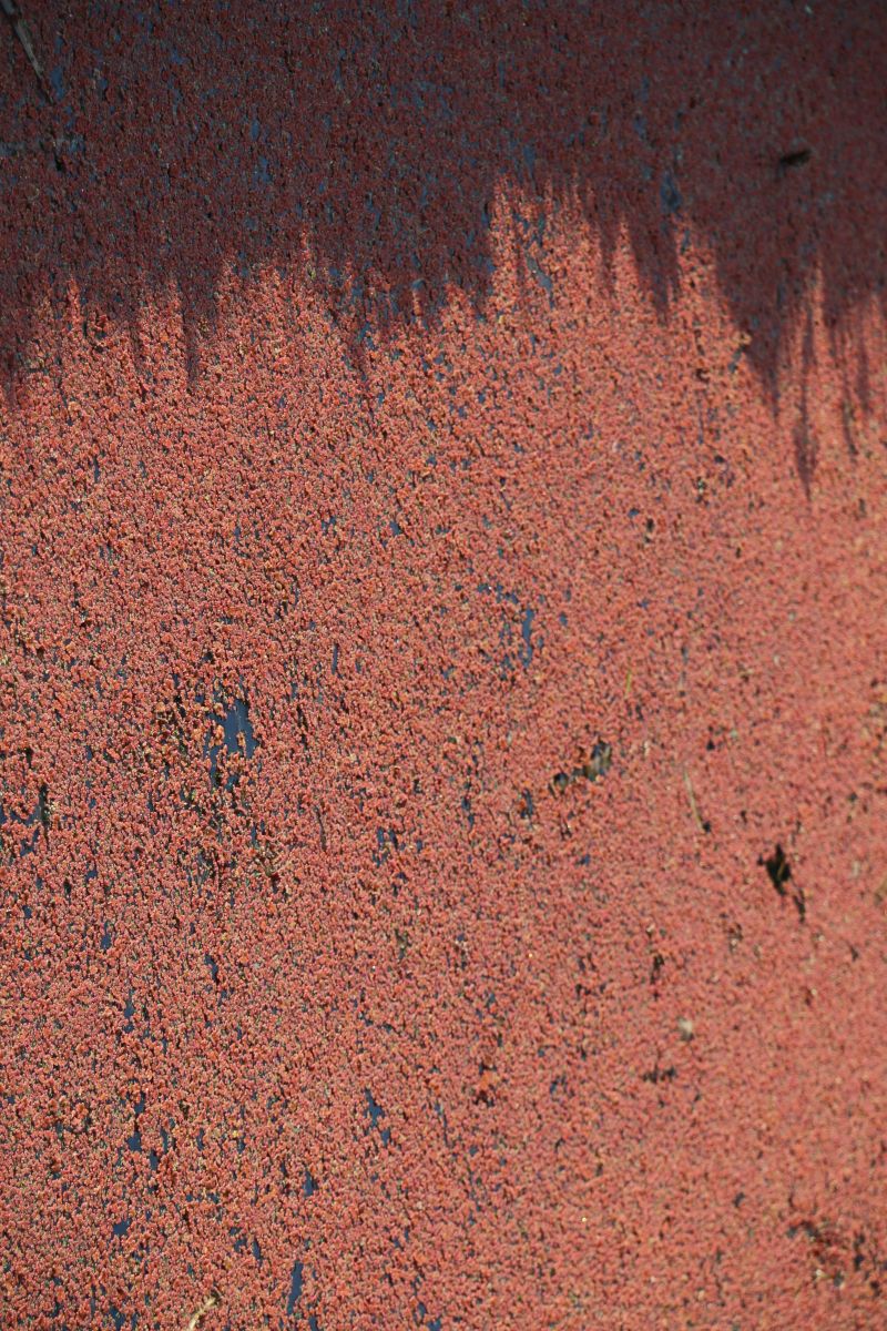 In a radical detail by Juliette Brederode