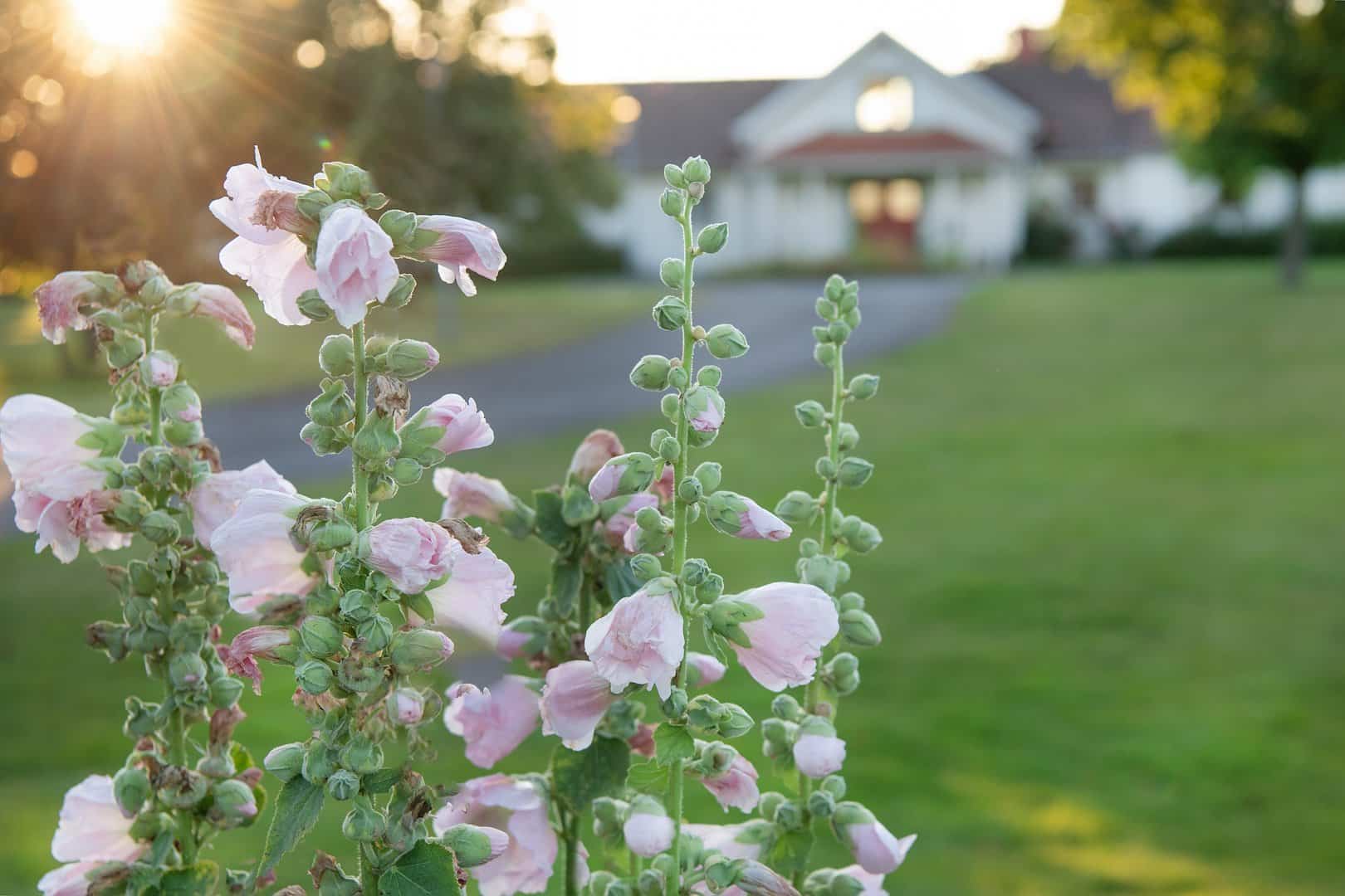Två Skyttlar trädgård