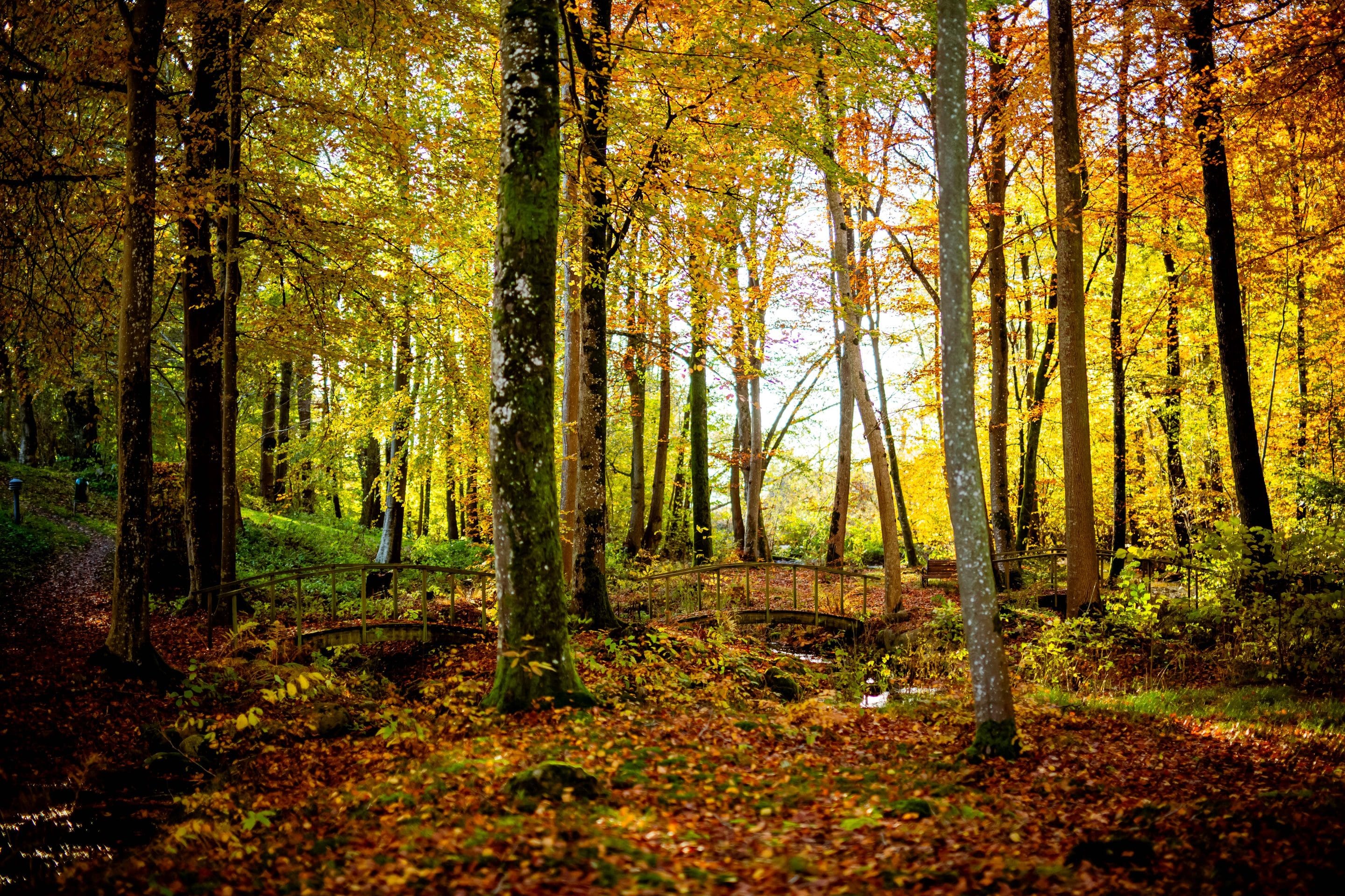 Margretetorps Gästgifvaregård konferens Skåne natur skog