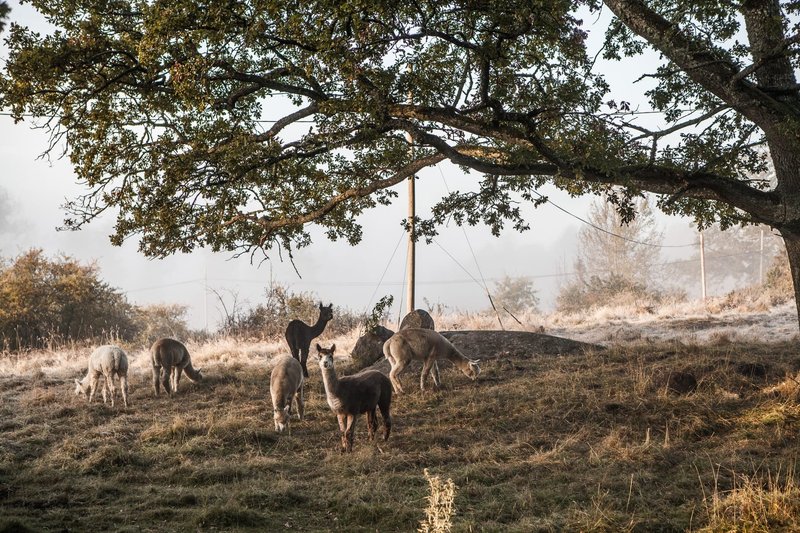 östra Stockholm Siggesta Gård Alpackor
