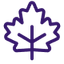 Icône de feuille d'érable