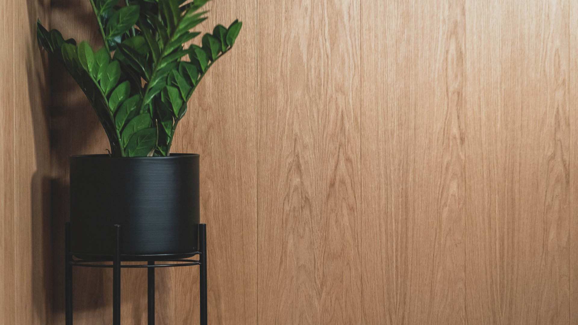 Green plant in a black planter against a wood-panelled wall