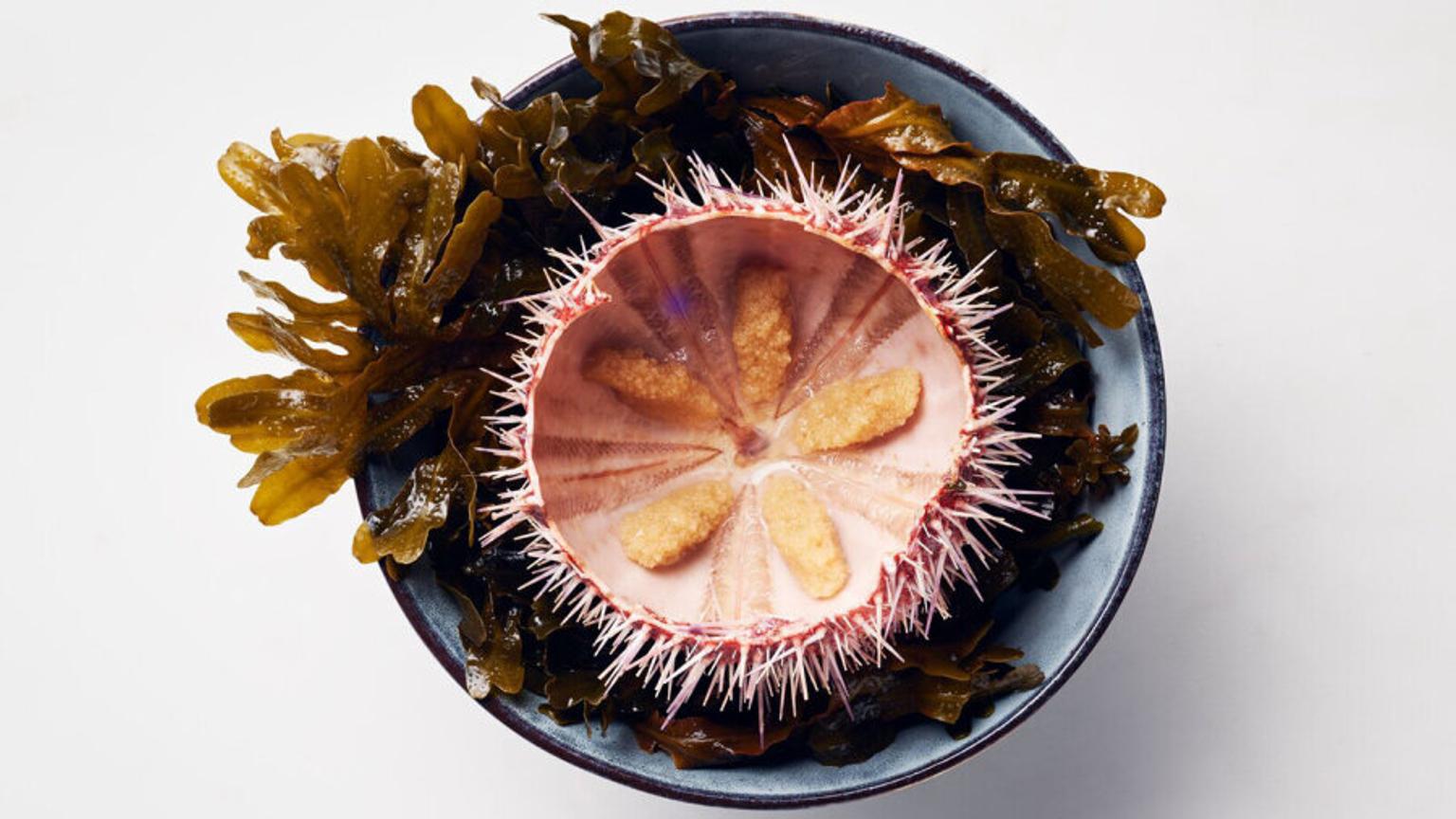 Open sea urchin