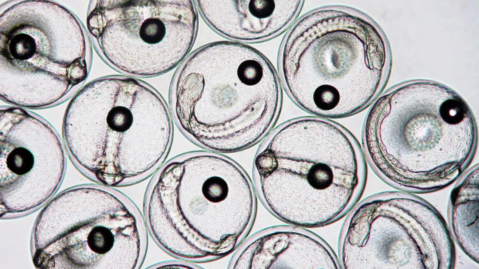 Fish eggs under microscope