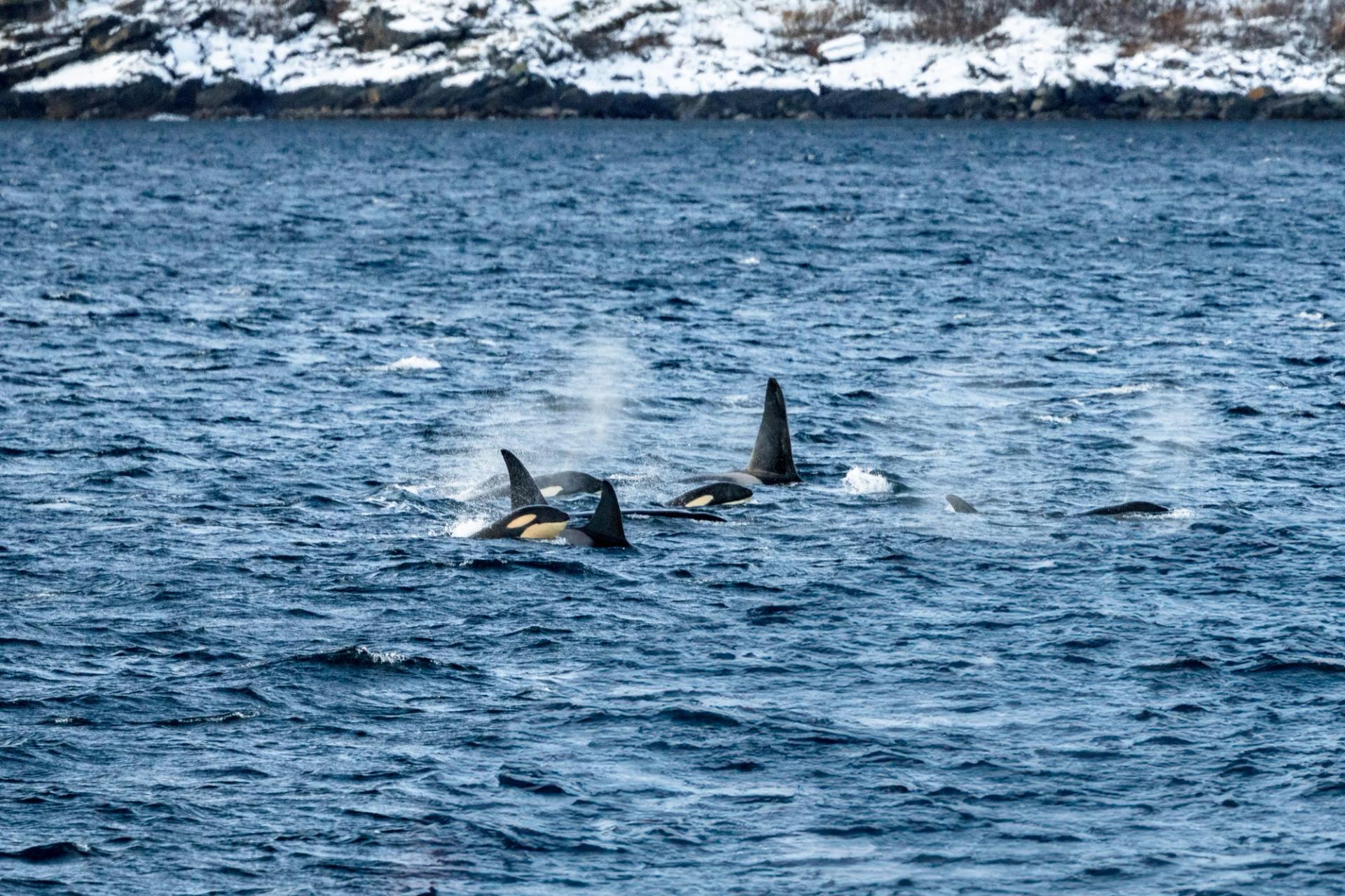 Two killer whales in the Arctic