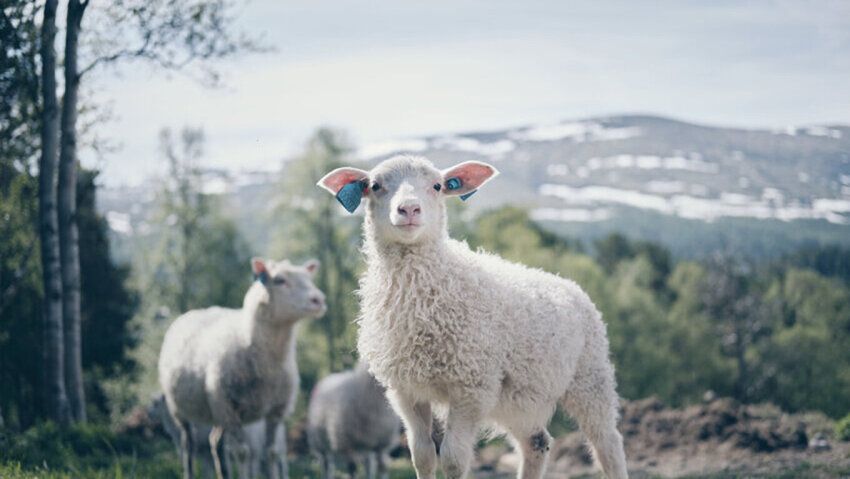 OS ID intelligent livestock identification for better farm management ...