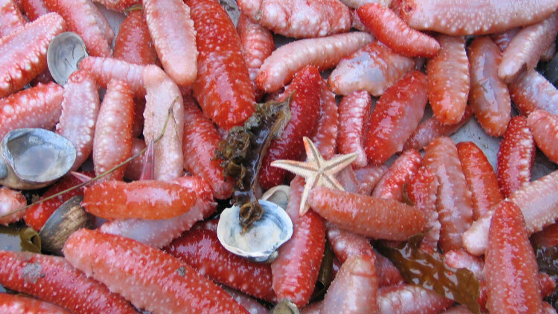 Sea cucumbers