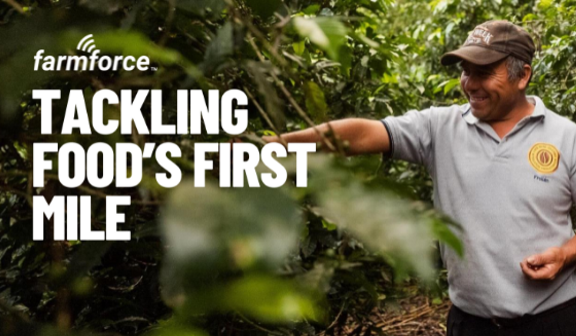 Farmer harvesting from bush