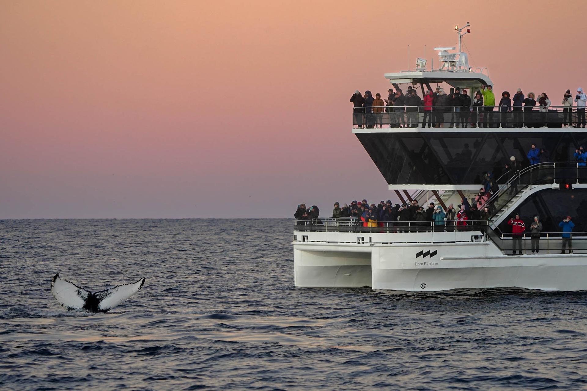 Brim Explorer electric sightseeing catamaran at sunset with a whale tail sticking up from the sea