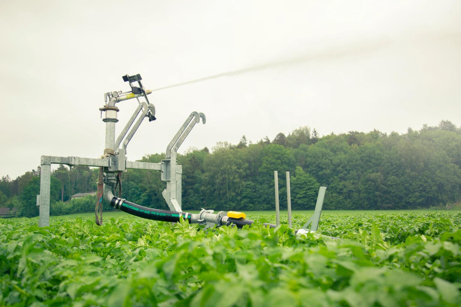 Irrigation system in a field of crops with a yellow sensor on a water pipe