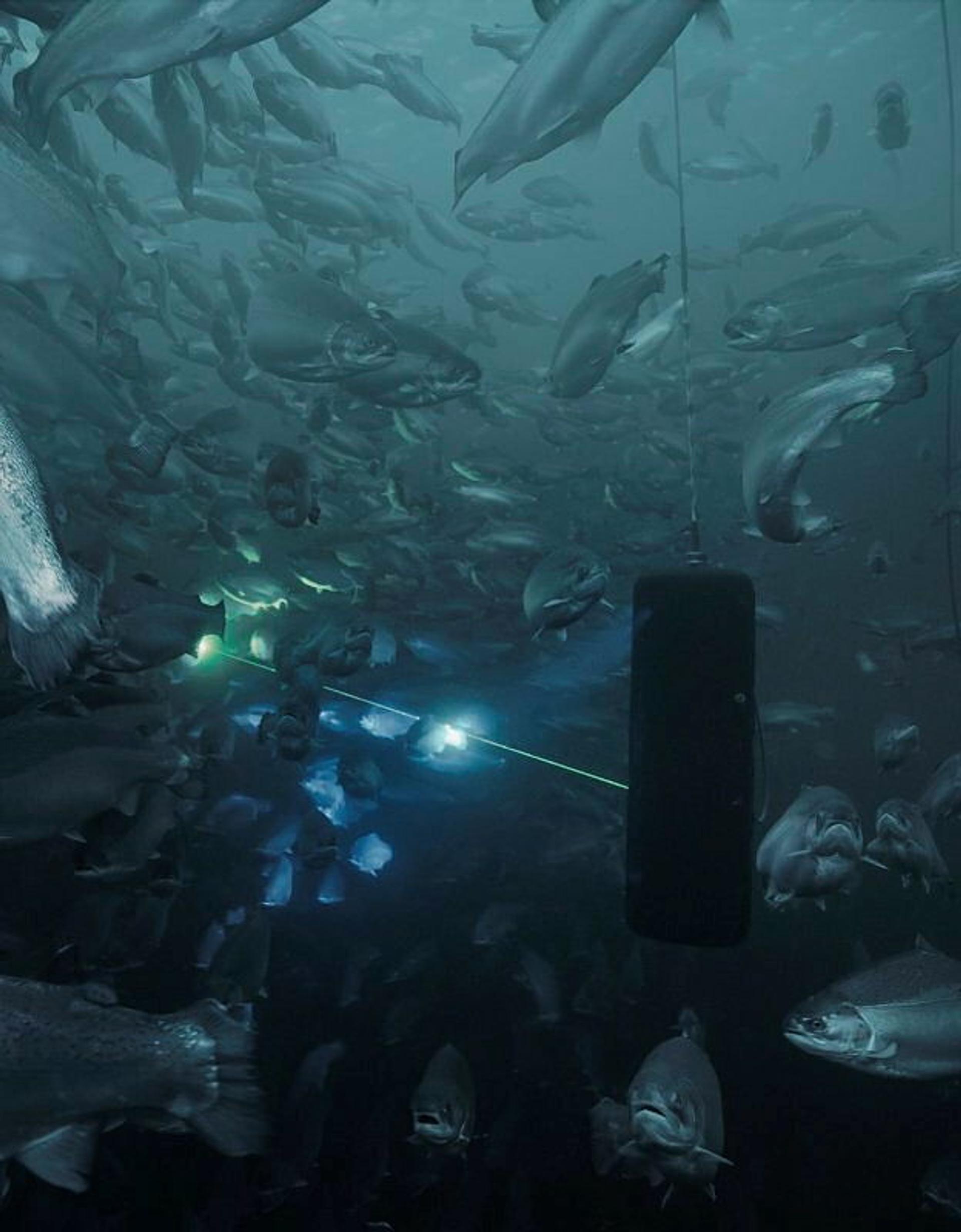 A picture of fishes swimming.