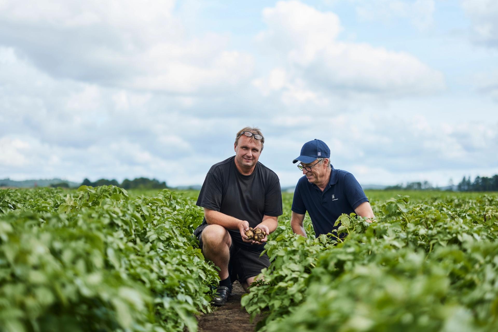Two white men squatting in a potato field