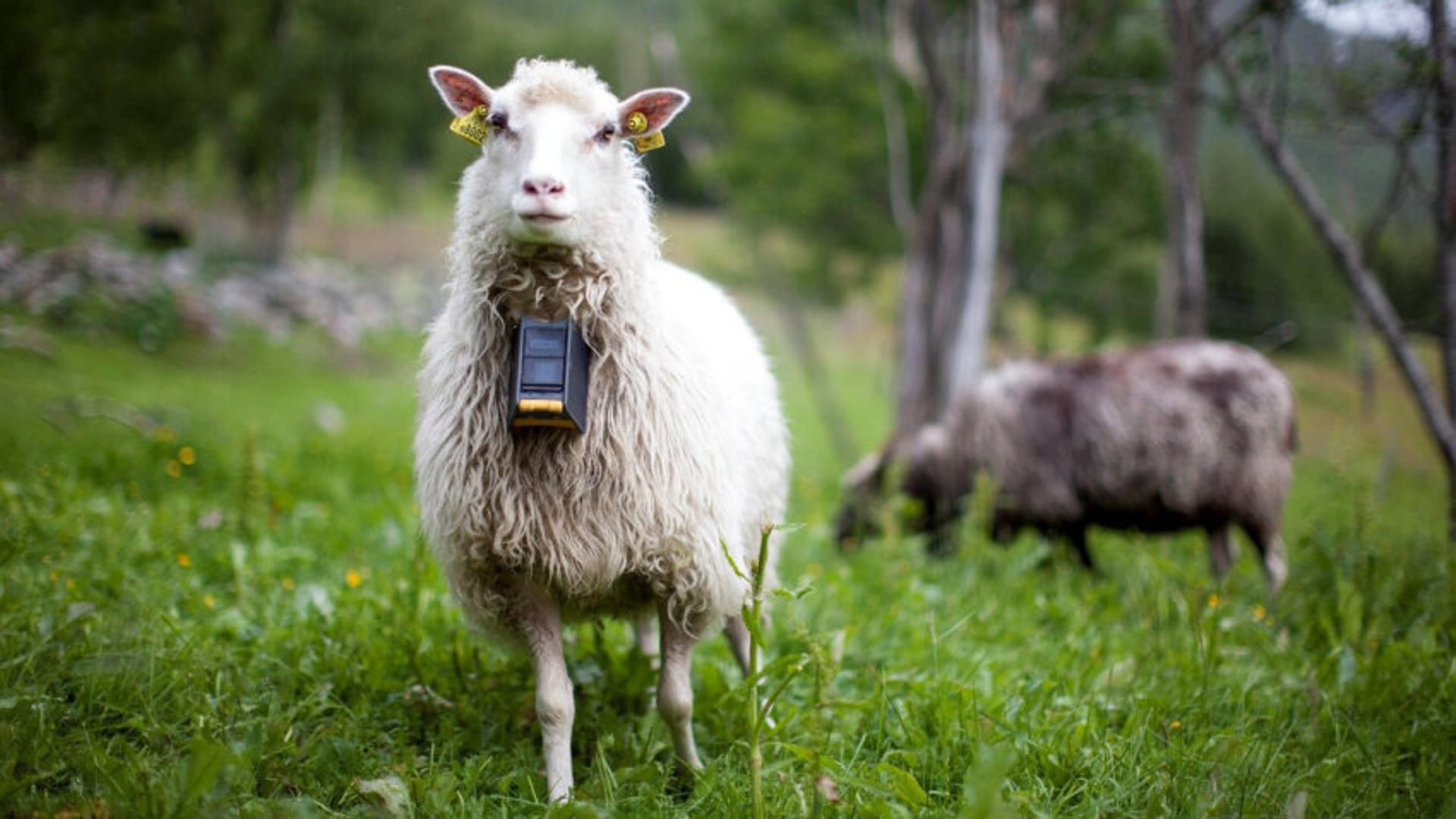 Sheep wearing nofence collar looking at camera