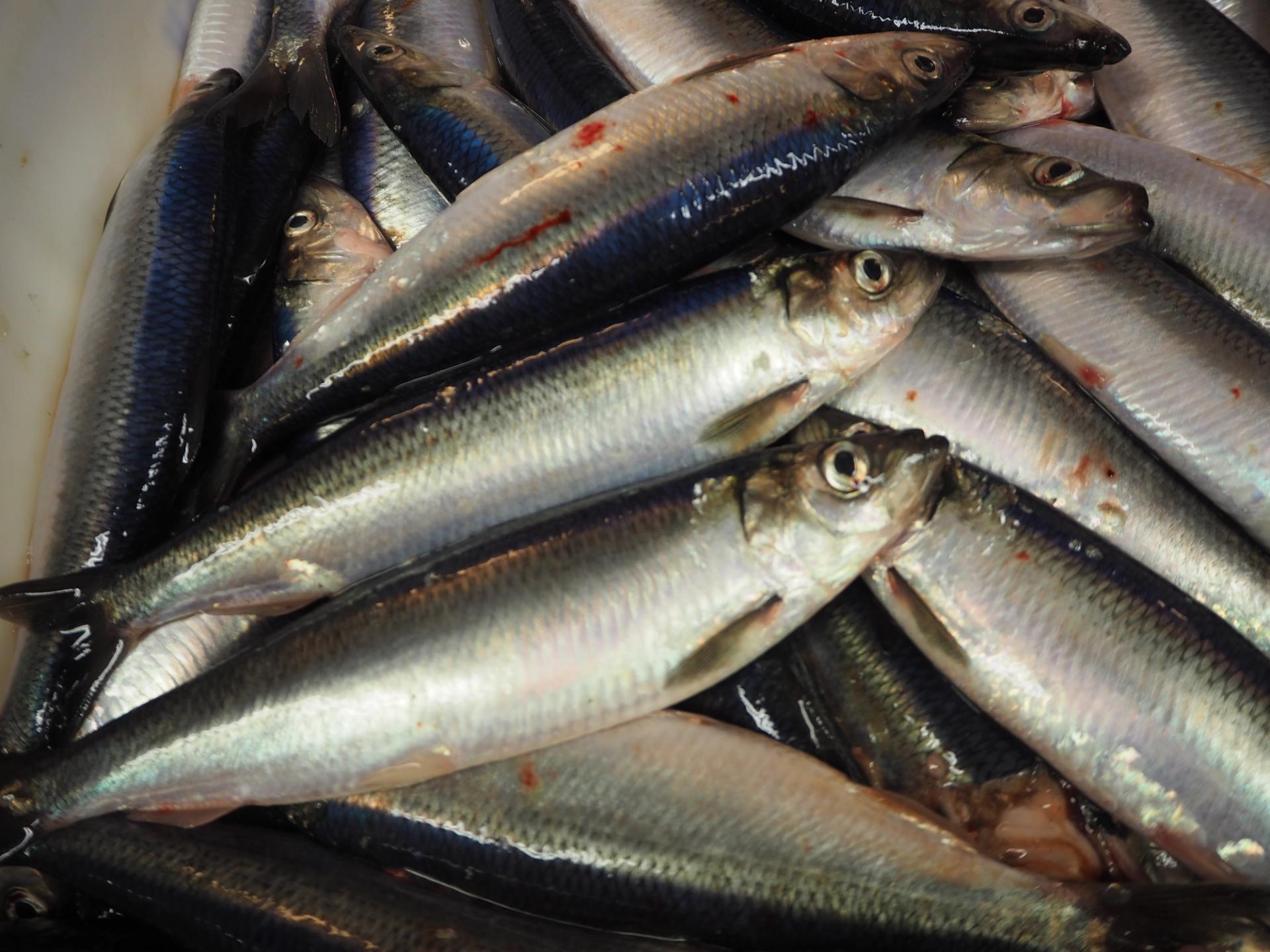 Pile of North Sea herring
