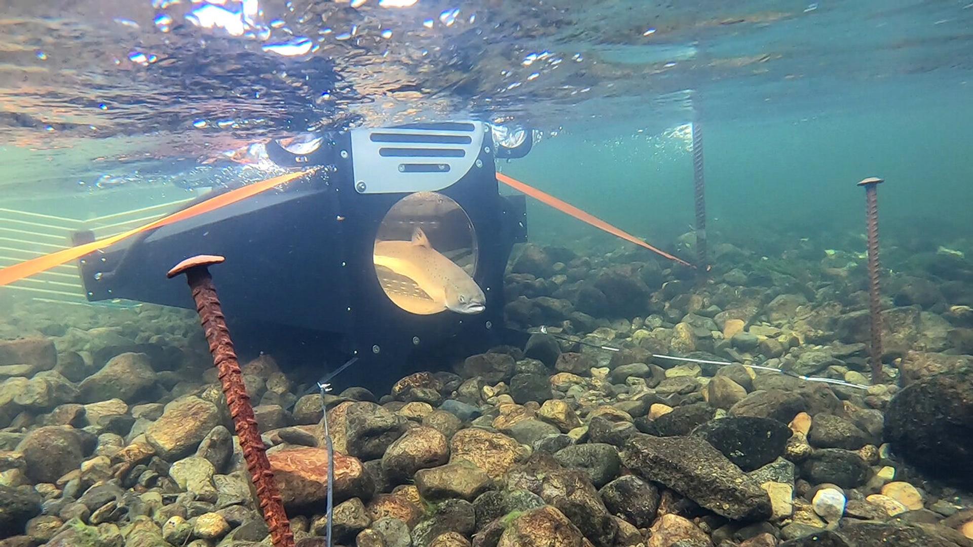 Underwater system for facial recognition of fish