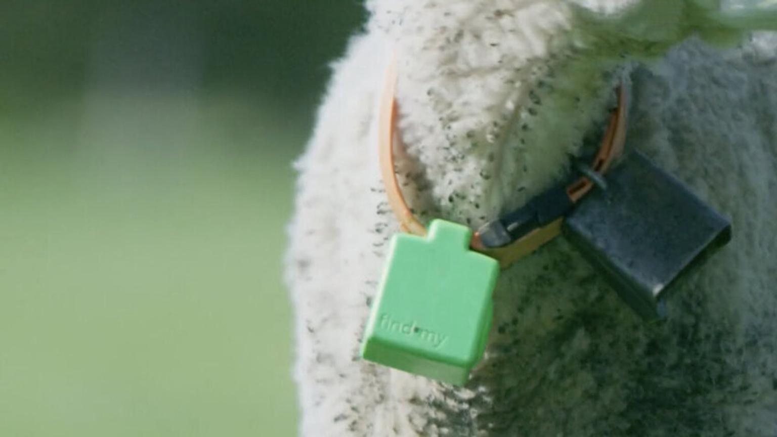 Sheep wearing findmy collar