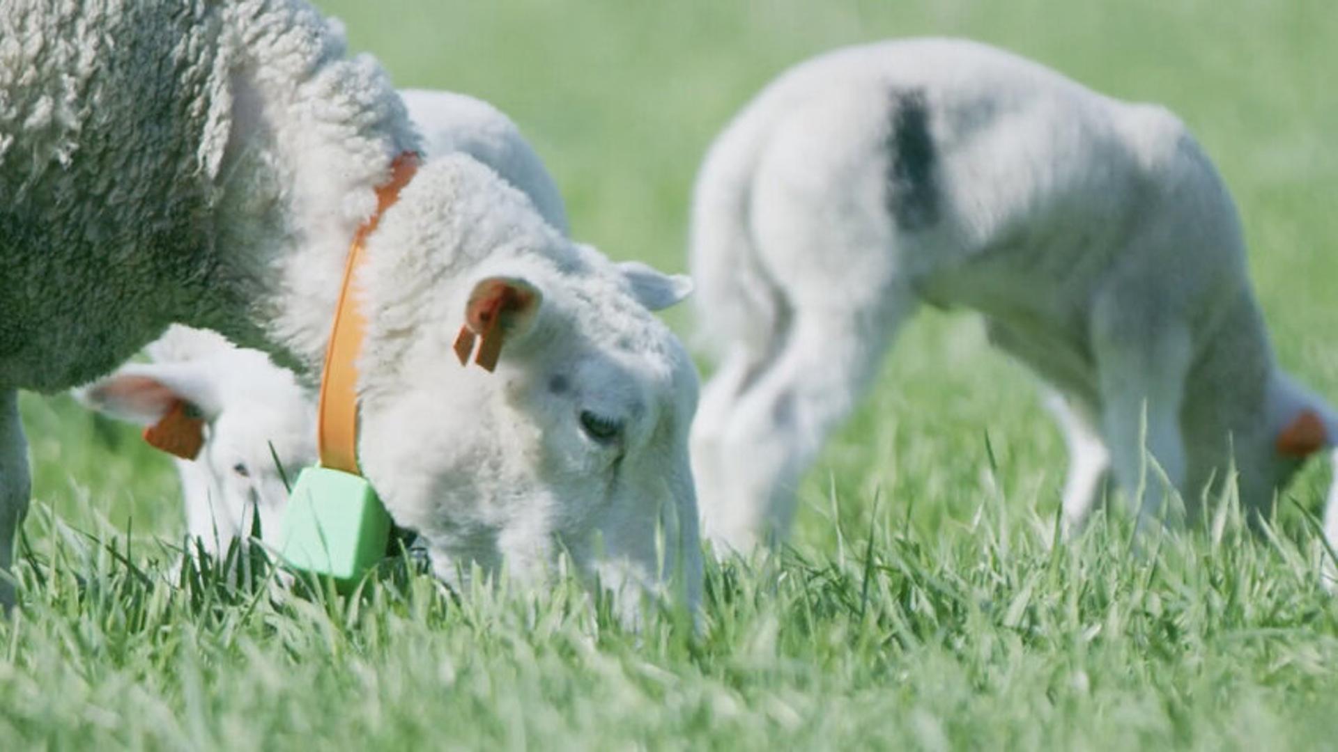 Sheep wearing findmy collar eating grass