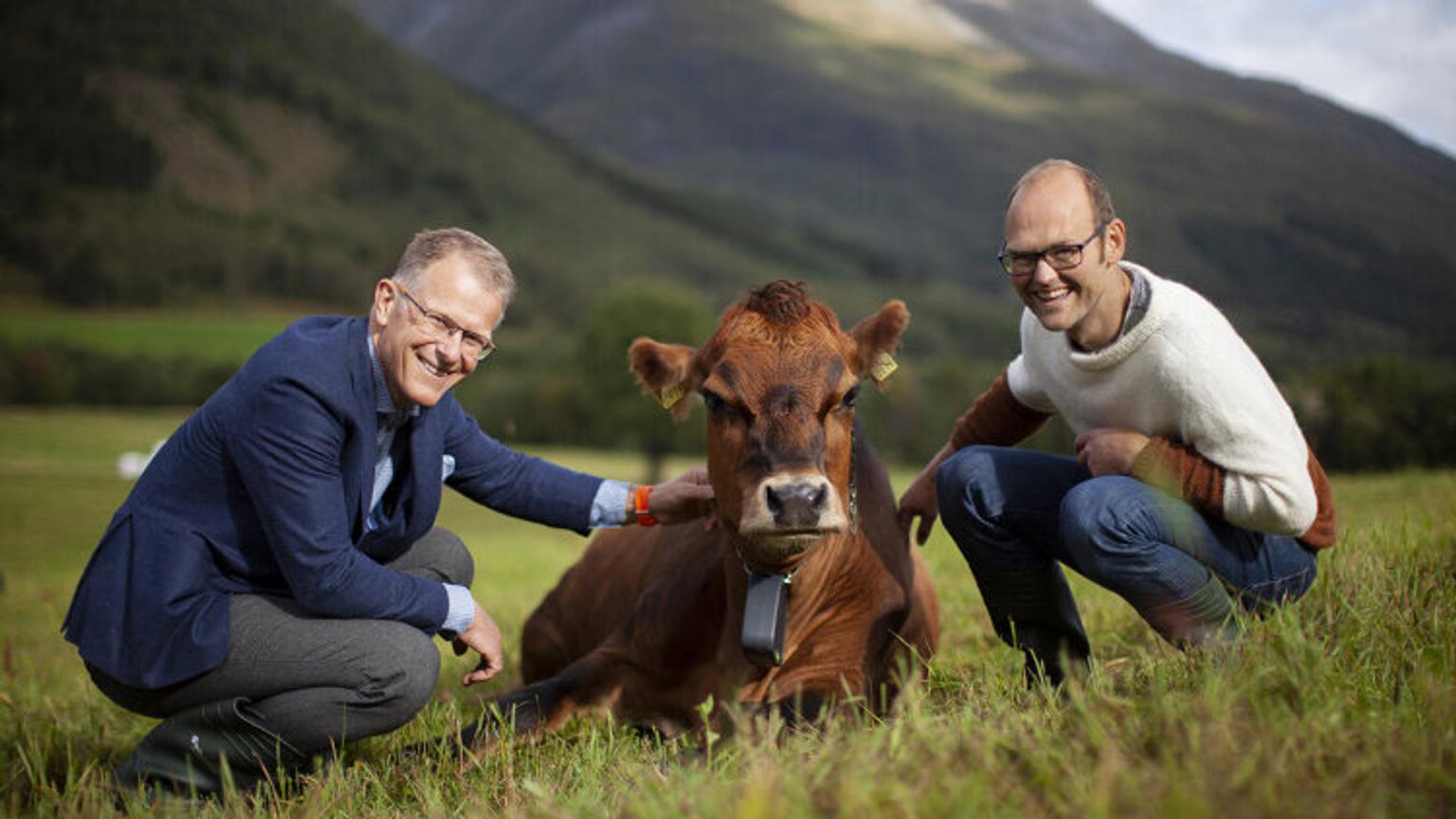 Two men and a cow