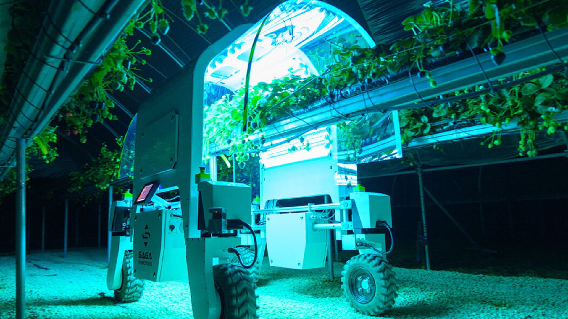 Agritech robot treating strawberry plants