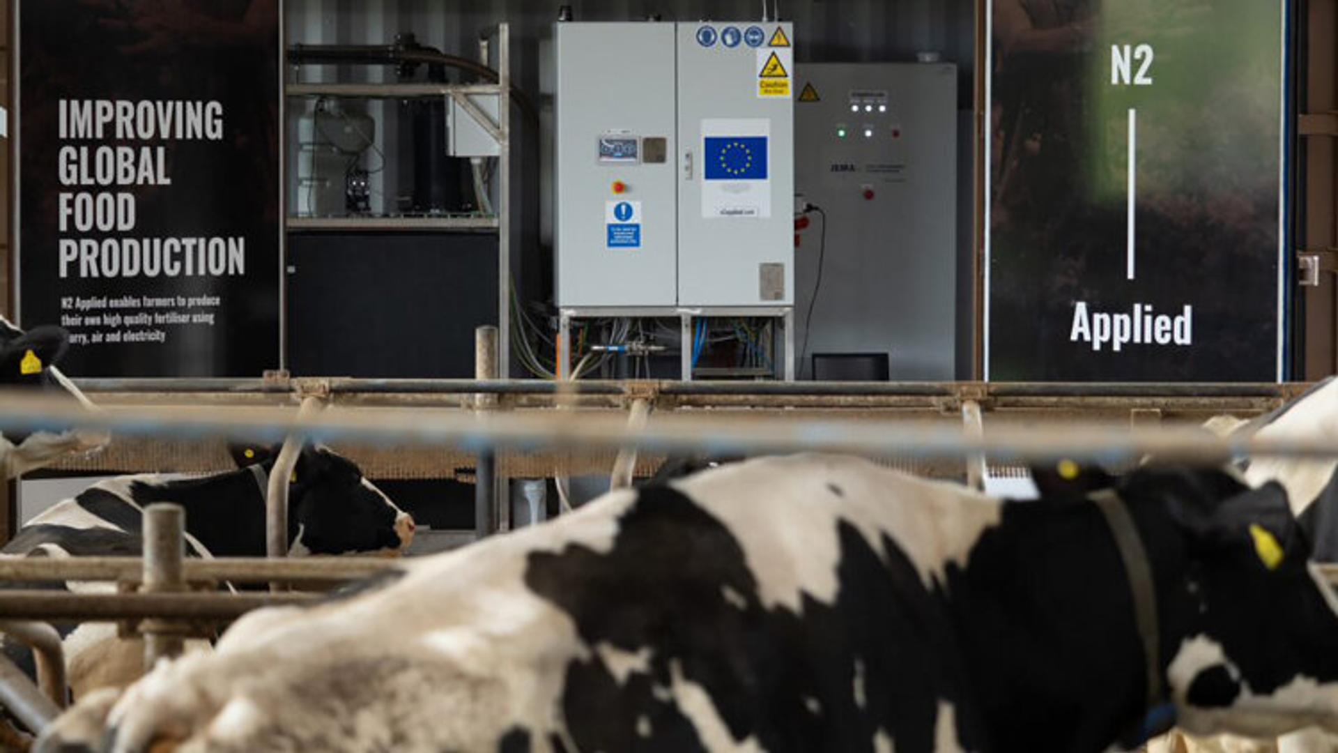 Cows in facility
