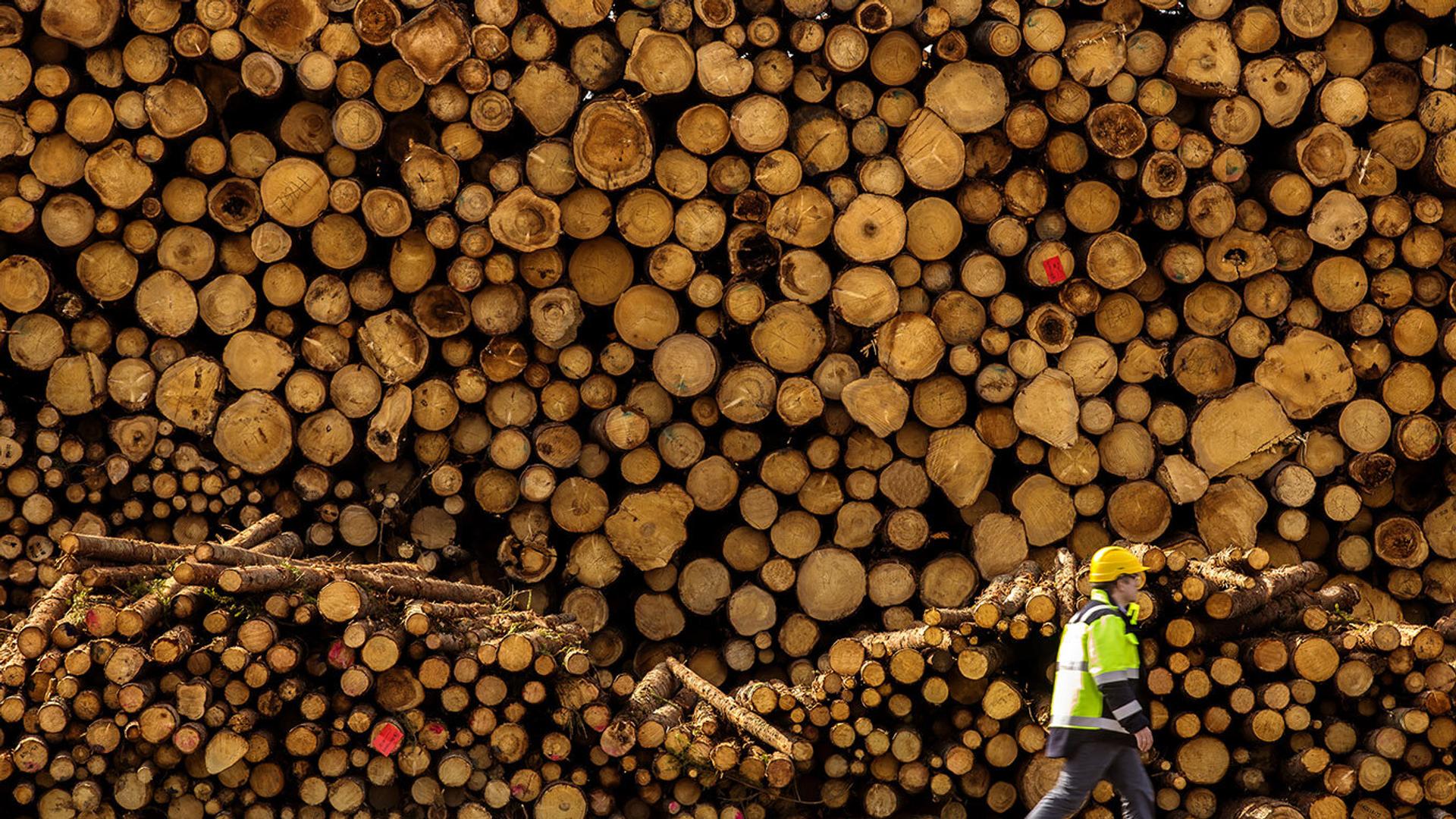 Man in front of huge pile of timber