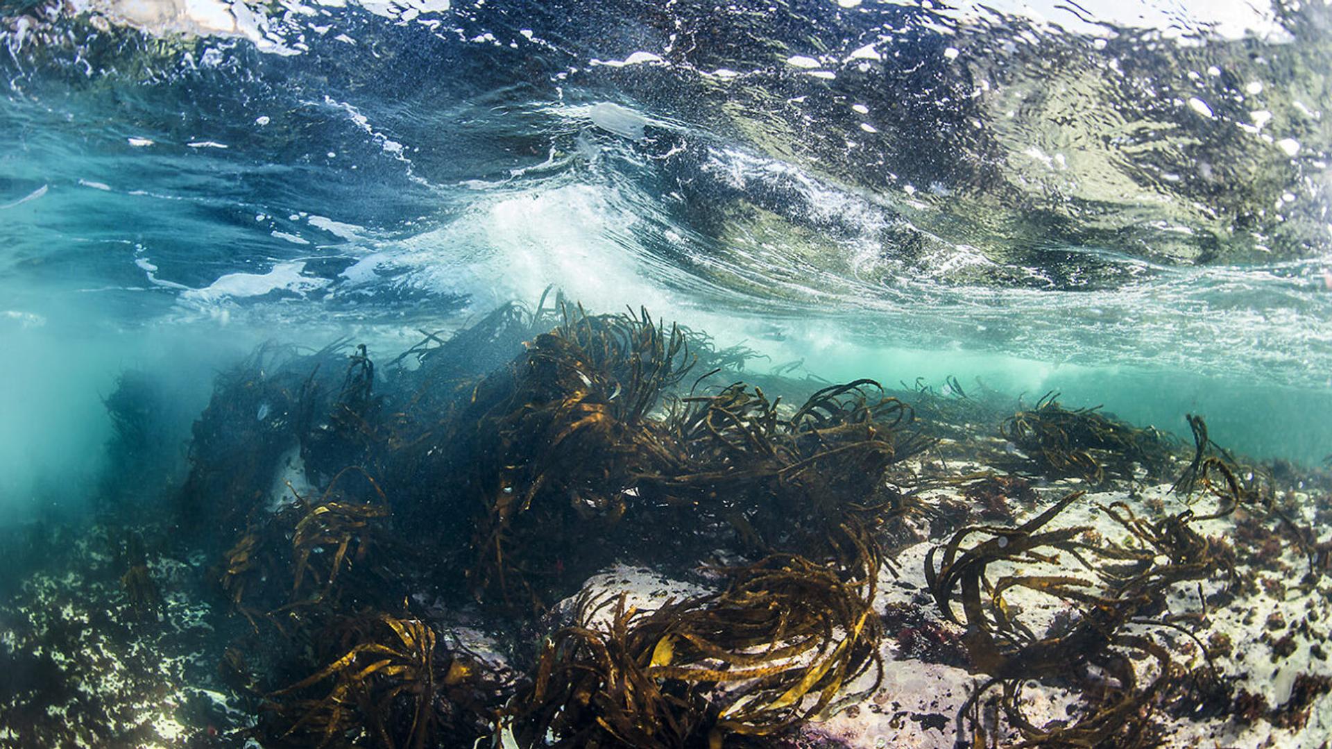 Seaweed under the sea