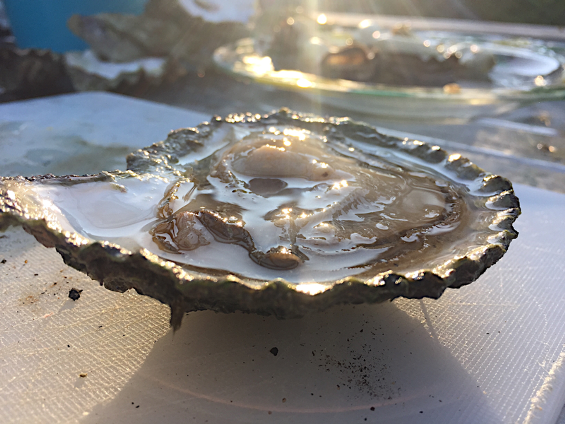oyster on the half shell