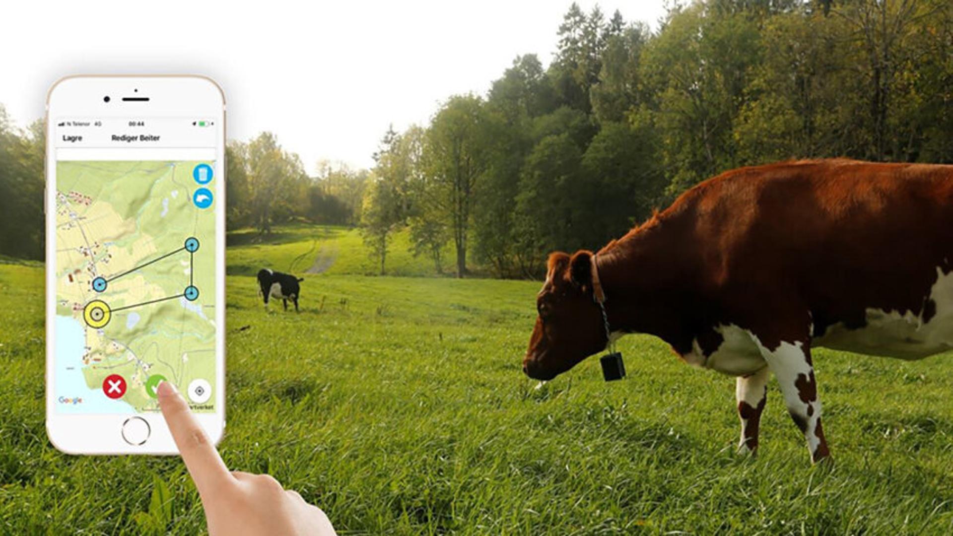 Nofence app showing solution, cows in background