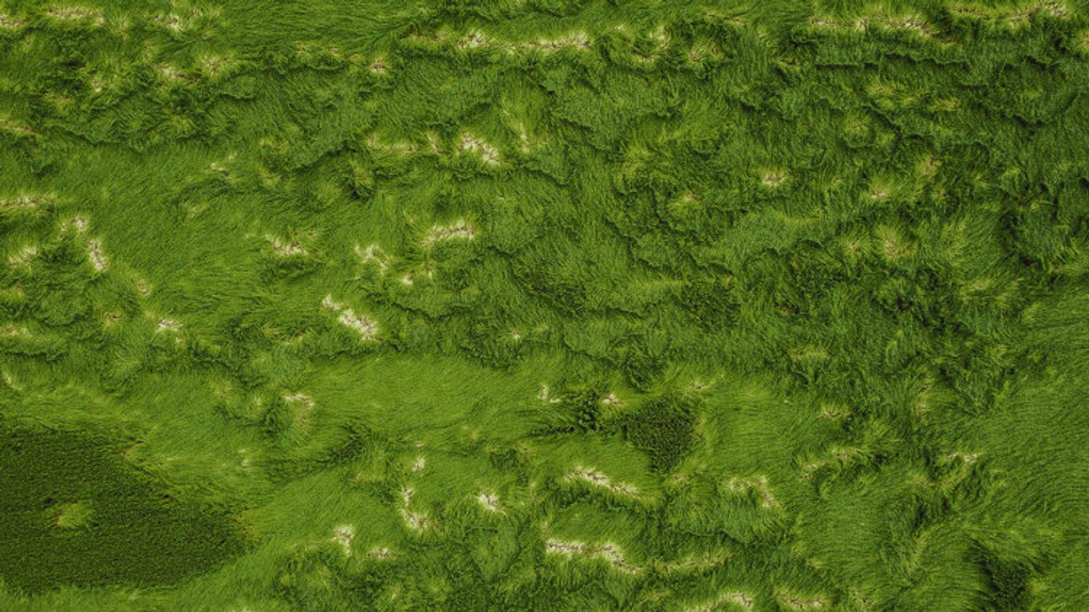 Algae under the sea